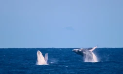 Saint-Leu : les baleines se donnent en spectacle Ă  la Pointe au Sel