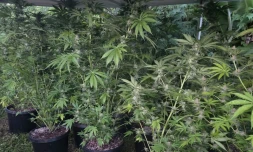 Saint-Denis : 70 pieds de cannabis découverts, quatre personnes interpellées