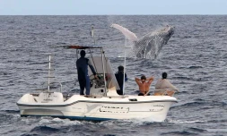 Baleines
