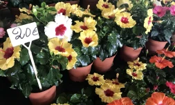 Flore et halle au Port 24ème édition