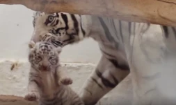 Tigres blancs Bengale 