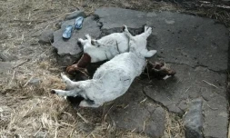 attaque exploitation cabris chiens errants saint-louis