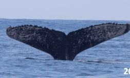 Baleine