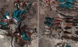 pêche illégale, réserve naturelle marine, lagon, prises, interpellation