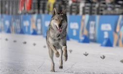 JO 2026 : un chien-loup s'invite sur la piste d'arrivée du ski de fond