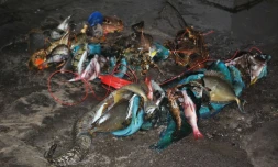 Réserve naturelle marine, pêce illégale, interpellation, poissons, crustacés