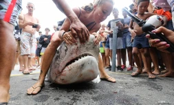 Hommage victimes requins 