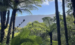 La Forêt du rempart à Grand Coude et l'espace naturel de Sans-Soucis, lauréats au Patrimoine Naturels et Biodiversité