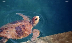 tortues  kelonia 