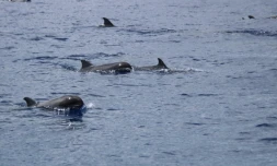  Un millier de dauphins observés au large de Saint-Pierre