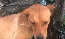 Chien ligoté association RPA