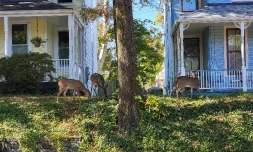 Des biches se promĂšnent dans le quartier de Takoma, le 22 octobre 2022 Ă Washington ( AFP / Issam AHMED )