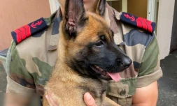 Police nationale : les chiots de Bella ont bien grandi 