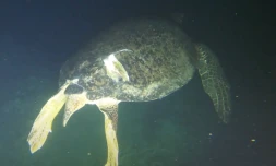 L'une des deux seules tortues qui pondent à La Réunion risque de mourrir