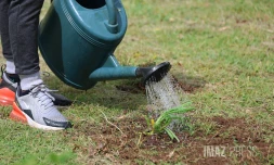 opération 1 naissance 1 arbre