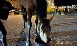 arrivée de chevaux pour les clubs d'équitation