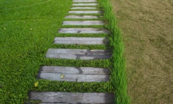 Une pelouse repeinte en vert pour camoufler la sécheresse