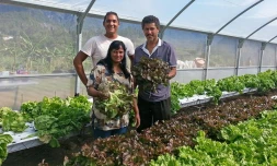 L'hydroponie, une technique de pointe à La Réunion