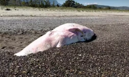 Une baleine retrouvée morte en Sicile avec l'estomac rempli de plastique