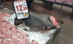 Requin-renard vendu en Intermarché