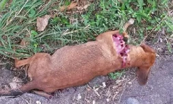 Chien retrouvé égorgé à Saint-Paul