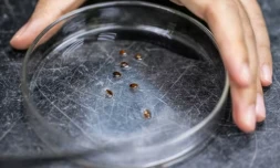 Un chercheur collecte des punaises de lit dans un laboratoire de l'Université des sciences de Malaisie (USM) à George Town, sur l'île de Penang, le 8 octobre 2025 ( AFP / Mohd RASFAN )