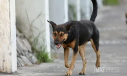 chien errant 
