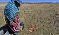 Un paysan dans un champs de pommes de terre à Machacamarca, en Bolivie, le 30 juin 2021 ( AFP / AIZAR RALDES )