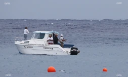 Attaque de requin au Port