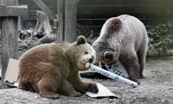   Photo diffusée par le zoo de Wildwood Devon, le 24 juin 2025, des deux oursons Misha et Lucy, âgés de 4 ans, dans leur enclos du zoo Wildwood Devon, à Ottery St Mary, dans le sud-ouest de l'Angleterre WILDWOOD TRUST/AFP Handout