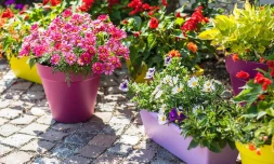 Coucours Jardins et balcons fleuris 