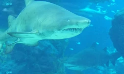 Requins