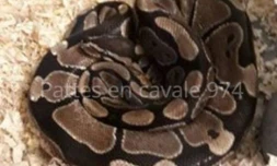 Saint-Denis - Un python disparu à Sainte-Clotilde...