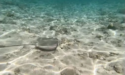 Raie fouet dans le lagon de l'hermitage