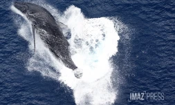 baleines septembre 2023