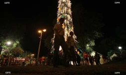 Les sapins artificiels séduisent de plus en plus les foyers réunionnais