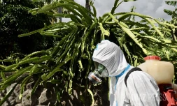 Chikungunya : retour sur l’épidémie de 2005, immunité et attentes autour du vaccin
