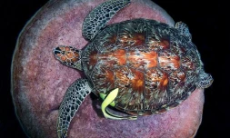 Concours World Shootout : une équipe de trois photographes péi parmi les lauréats