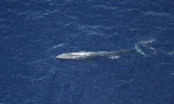 Baleines bleues