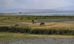Les rives asséchées du lac de Van, dans l'est de la Turquie, le 17 août 2023 ( AFP / ILYAS AKENGIN )