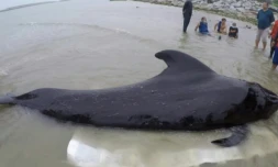 Dauphin-pilote meurt sacs plastique