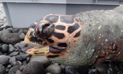 Une jeune tortue imbriquée retrouvée échouée au Barachois