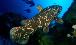 Coelacanthe
