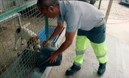 Réouverture de la fourrière animal