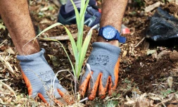 crĂ©ation micro-forĂȘt DĂ©partement EDF