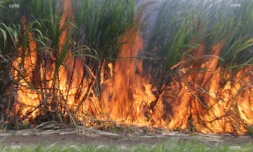 feu de canne 