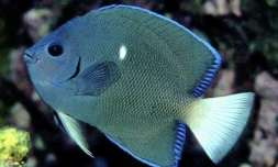  Poisson-ange de Clipperton ? 