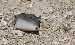 Poisson mort