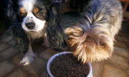 De nombreuses références de croquettes pour chats et chiens rappelées à La Réunion [?]