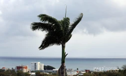 paysage palmier météo 